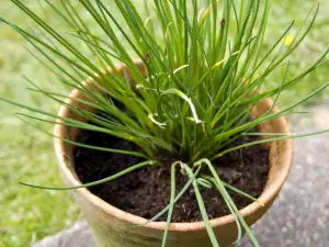 Planting and Growing Chives