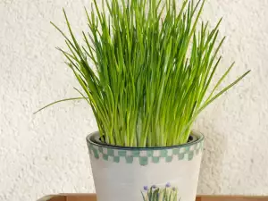 Growing chives