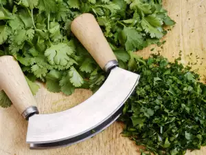 Cilantro