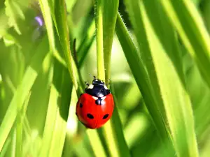 Ladybug