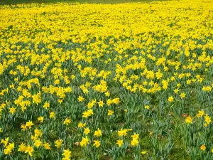 Див нарцис (Narcissus bulbocodium)