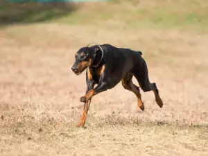 Хранене на доберман