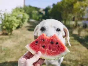 Можем ли да даваме на кучето диня и как да го правим?