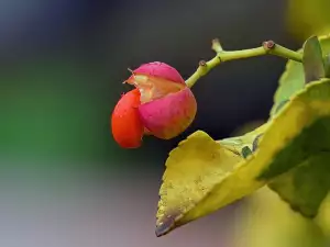 Японски чашкодрян, евонимус (Euonymus japonicus)