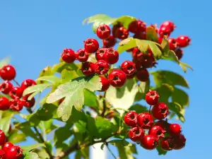 Устойчиви на замръзване градински храсти