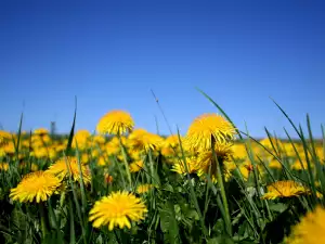 Dandelion field