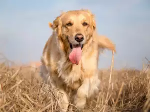 Кучето ми се давеше