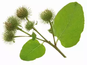 Čičak (Arctium lappa)