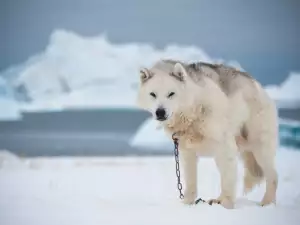 Гренландско куче