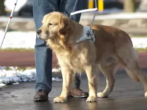 Днес е Денят на Голдън Ретривърите