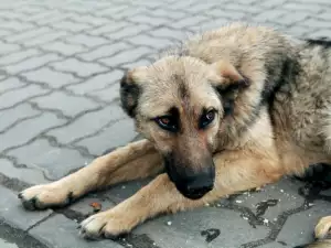 Осиновено куче е най-добрият приятел на болно българче