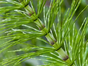 Horsetail  plant