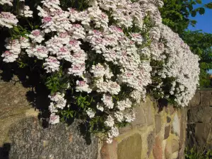 Вечнозелен иберис (Iberis sempervirens)