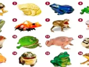 Pick a Frog and Find out the Quickest Way to Get Rich