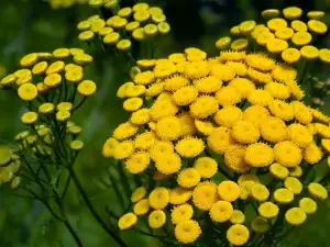 Chrysanthemum herb