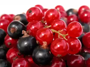 french currant