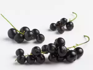 Blackcurrant