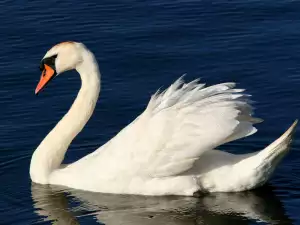 Магическата сила на животните