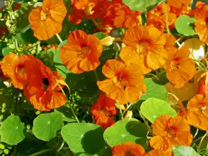 Nasturtium