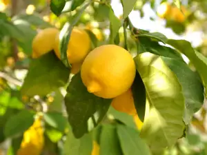 lemon tree