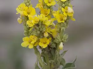 Mullein plant