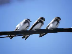 Birds