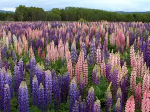 Lupine plants