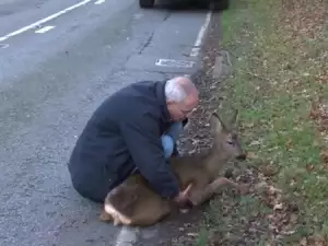 Сърцат мъж спаси блъсната сърна, лежаща край пътя