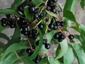 Maqui Berries