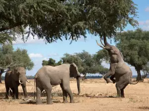 Elephants