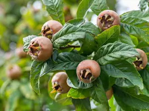 Medlar