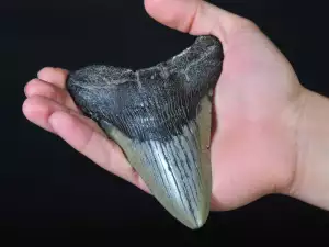 Megalodon teeth