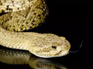 Dotted snake