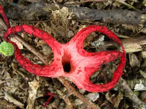 The World's Strangest Mushroom: Devil's Fingers