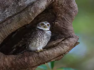 Superstitions about Cuckoos