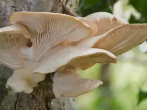 oyster mushrooms