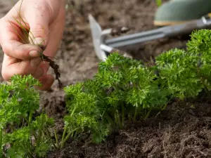 Какво е хумус и как се образува