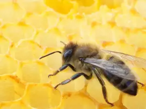 Bees