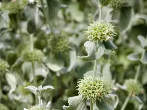 Horehound  herb