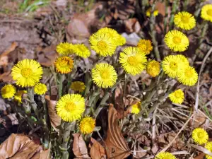 coltsfoot, tussilago farfara