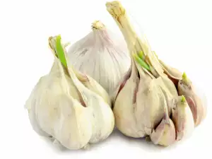 Garlic