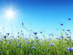 cornflower field