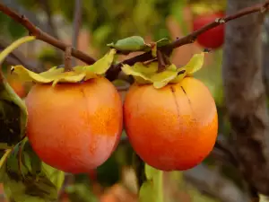 Ripe Persimmon