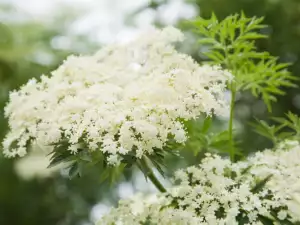 Elder  flowering