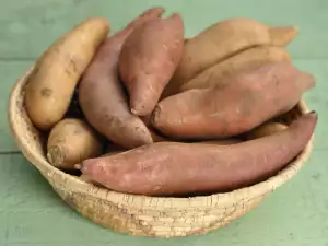 The Mexican Sweet Potato - Wild Yams