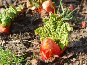 unpicked rhubarb