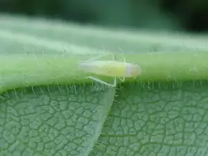 Розова цикада по роза дамасцена (Typhlocyba rosae)