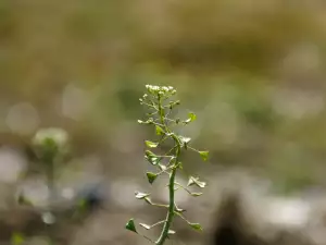 Shepherd's Purse Herb