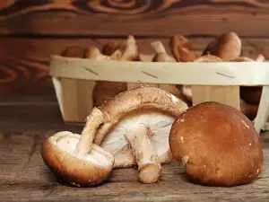 Nützliche Eigenschaften von Shiitake Pilzen