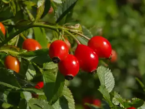 Rosehips